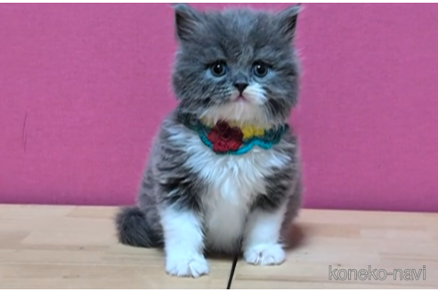 成約済の東京都のブリティッシュショートヘア-103838の6枚目